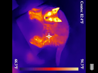 Thermal image scan