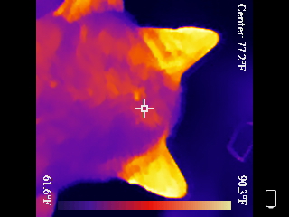 Thermal image scan