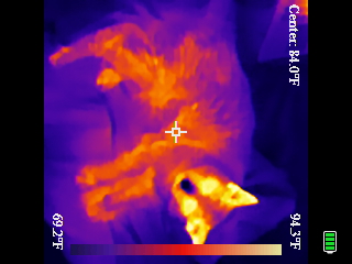 Thermal image scan