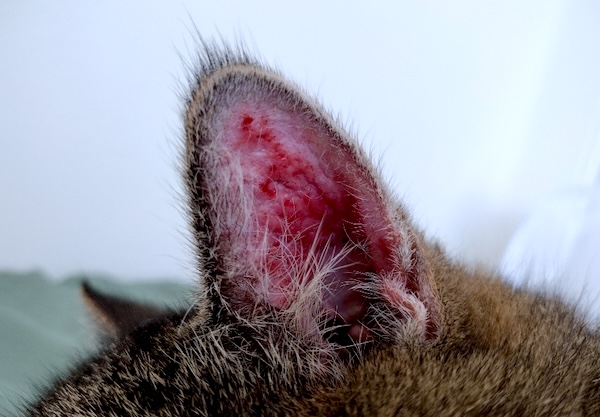 Roxy Photos for March