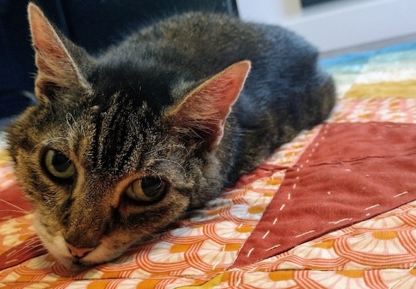 Roxy Photos for August