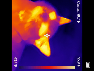 Thermal image scan