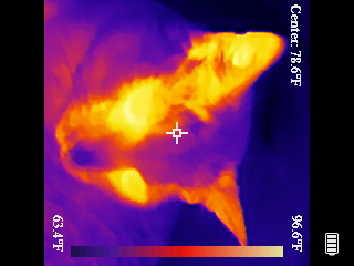Thermal image scan