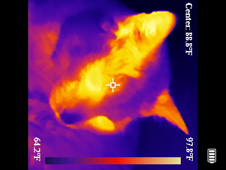 Thermal image scan